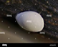 Attēlu rezultāti vaicājumam “Didymium difforme spores”