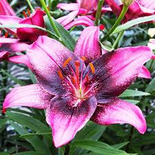 Image result for Lilie