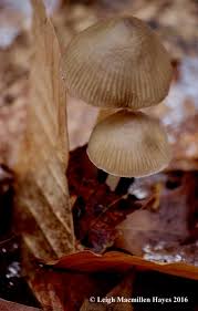 Attēlu rezultāti vaicājumam “Mycena haematopus”