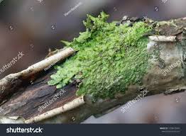 Attēlu rezultāti vaicājumam “Radula complanata”