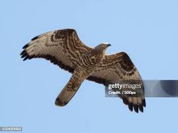 Attēlu rezultāti vaicājumam “Pernis apivorus adult”