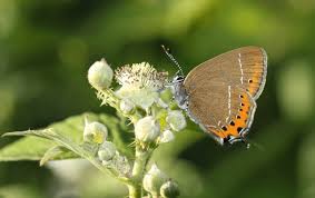 Attēlu rezultāti vaicājumam “Satyrium pruni underside”