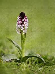 Attēlu rezultāti vaicājumam “Orchis ustulata”