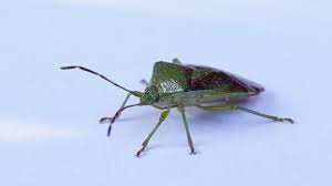 Attēlu rezultāti vaicājumam “Elasmostethus interstinctus”