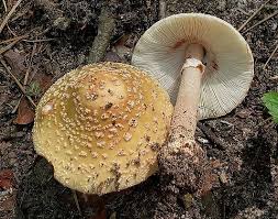 Attēlu rezultāti vaicājumam “Amanita rubescens”