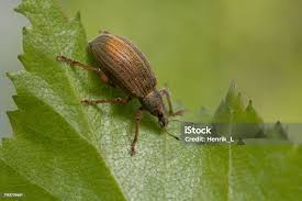 Attēlu rezultāti vaicājumam “Polydrusus mollis”