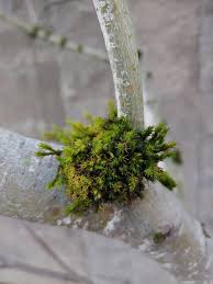 Attēlu rezultāti vaicājumam “Dicranum scoparium sporophyte”