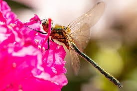 Attēlu rezultāti vaicājumam “Cordulia aenea”