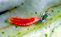 Attēlu rezultāti vaicājumam “Euura brevicornis larva”