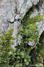 Attēlu rezultāti vaicājumam “Radula complanata sporophyte”