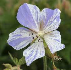 Attēlu rezultāti vaicājumam “Geranium palustre flower”