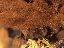 Attēlu rezultāti vaicājumam “Arcyria affinis”