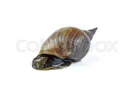 Attēlu rezultāti vaicājumam “Lymnaea stagnalis”