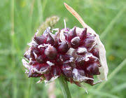 Attēlu rezultāti vaicājumam “Allium scorodoprasum”