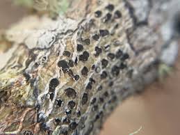 Attēlu rezultāti vaicājumam “Phaeographis dendritica”