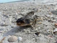 Image result for Ariopsis felis