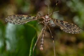 Attēlu rezultāti vaicājumam “Limoniidae”