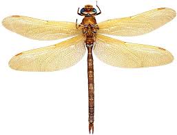 Attēlu rezultāti vaicājumam “Aeshna grandis”