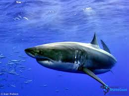 Image result for Carcharodon carcharias