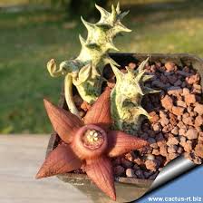 Attēlu rezultāti vaicājumam “Laurilia sulcata”