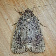 Attēlu rezultāti vaicājumam “Amphipyra”