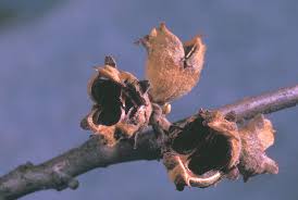Attēlu rezultāti vaicājumam “Hamamelis virginiana bud”