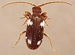 Attēlu rezultāti vaicājumam “Ptinus sp.”