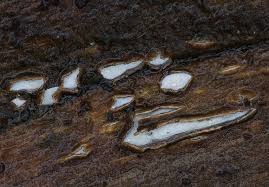 Attēlu rezultāti vaicājumam “Propolis farinosa”