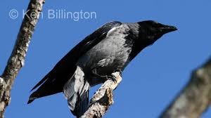 Attēlu rezultāti vaicājumam “Corvus cornix”