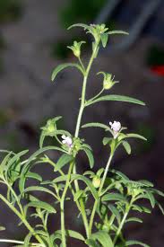 Attēlu rezultāti vaicājumam “Microrrhinum minus leaf”