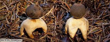 Attēlu rezultāti vaicājumam “Geastrum quadrifidum”