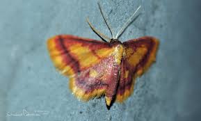 Attēlu rezultāti vaicājumam “Idaea muricata”