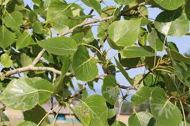 Attēlu rezultāti vaicājumam “Populus x petrowskyana”