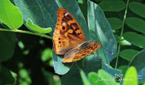 Attēlu rezultāti vaicājumam “Apatura ilia male”