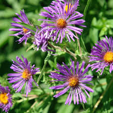 Image result for Aster novae-angliae