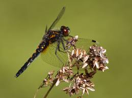 Attēlu rezultāti vaicājumam “Leucorrhinia caudalis male”