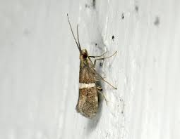 Attēlu rezultāti vaicājumam “Plutellidae”