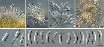 Attēlu rezultāti vaicājumam “Phleogena faginea sessile”