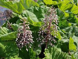 Image result for Petasites officinalis