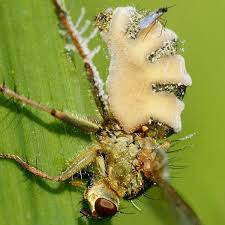 Attēlu rezultāti vaicājumam “Entomophthora”