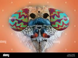 Attēlu rezultāti vaicājumam “Haematopota sp.”