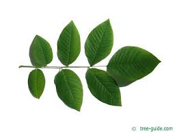 Attēlu rezultāti vaicājumam “Cladrastis kentukea”