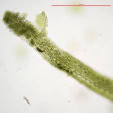 Attēlu rezultāti vaicājumam “Metzgeria violacea”