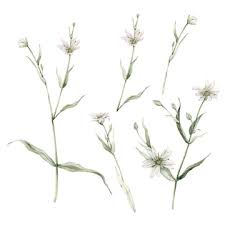 Attēlu rezultāti vaicājumam “Stellaria holostea leaf”