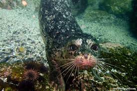 Image result for Phoca vitulina