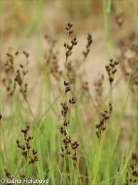 Attēlu rezultāti vaicājumam “Juncus alpinoarticulatus leaf”