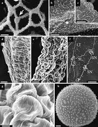 Attēlu rezultāti vaicājumam “Arcyria imperialis stalked”