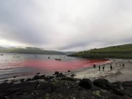 Image result for massacre golfinhos dinamarca