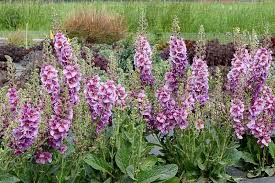 Attēlu rezultāti vaicājumam “Verbascum”