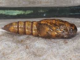 Attēlu rezultāti vaicājumam “Orthotaenia undulana”